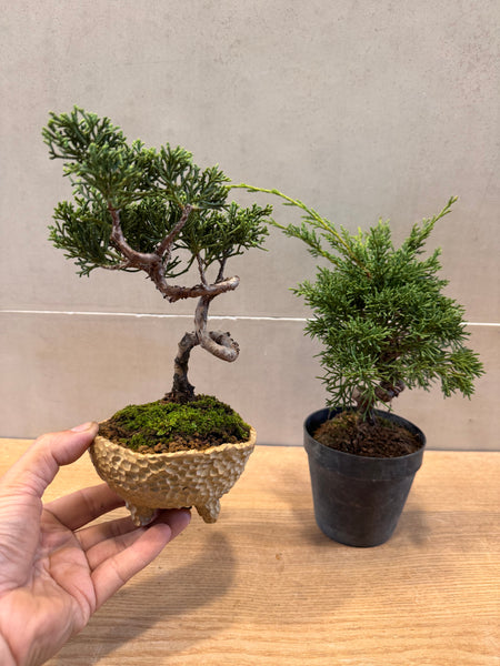 Juniper Bonsai & Moss Garden Workshop - Saturday, 13th Sep 2025 (9.30am - 12pm)