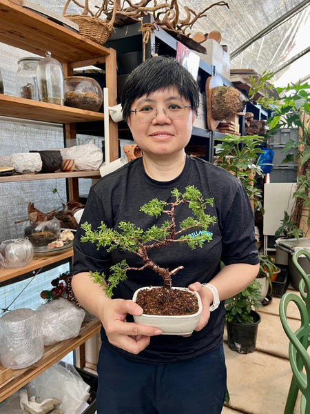 Chose your own date Shohin Bonsai (Shimpaku/Juniper/Black Pine) Workshop