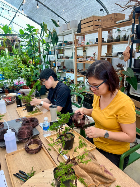 Chose your own date Shohin Bonsai (Shimpaku/Juniper/Black Pine) Workshop