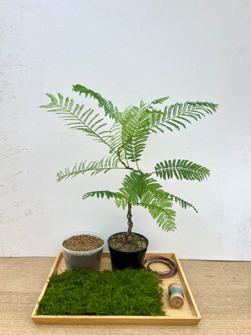 Jacaranda Tree (Crafted) Kokedama DIY Kit
