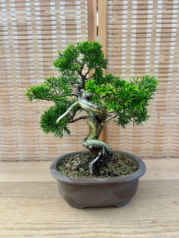 Shohin Shimpaku Bonsai on purple clay bonsai pot.