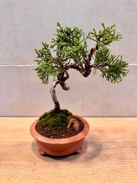 Juniper Bonsai & Moss Garden Workshop - Saturday, 13th Sep 2025 (9.30am - 12pm)