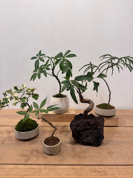 Indoor Bonsai Workshop on 8th Mar 9am. Sunday. (9am-11am)