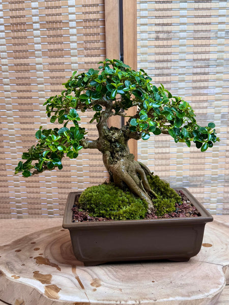 Bonsai Staycation, Maintenance & Repotting Services