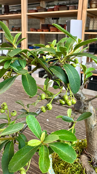 Pyracantha (Firethorn) Shohin Bonsai — 「诗情画意」 | you.clayart Edition (PYRASHO-YCA-SQ01/10)