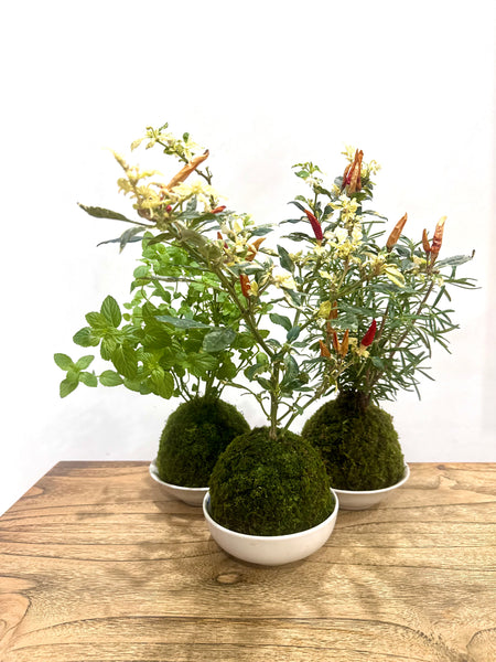 Edible Kokedama Workshop – A Living, Edible Artform at Npark GDO 7th Feb 2026 (12pm & 1.30pm)