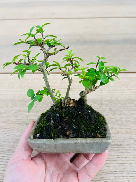Mame Wrightia religiosa in forest formation style and quality Japanese pot