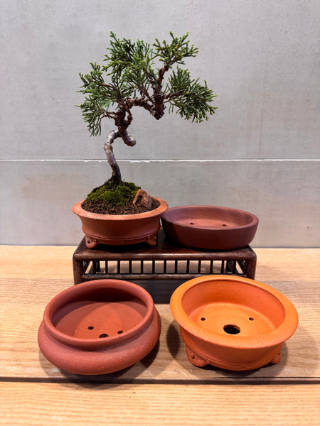 Juniper Bonsai & Moss Garden Workshop - Saturday, 13th Sep 2025 (9.30am - 12pm)