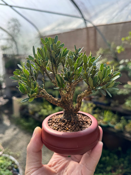 Bonsai Staycation, Maintenance & Repotting Services