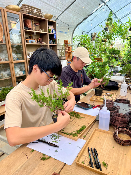 Chose your own date Shohin Bonsai (Shimpaku/Juniper/Black Pine) Workshop