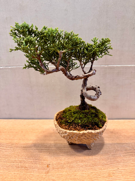 Juniper Bonsai & Moss Garden Workshop - Saturday, 13th Sep 2025 (9.30am - 12pm)