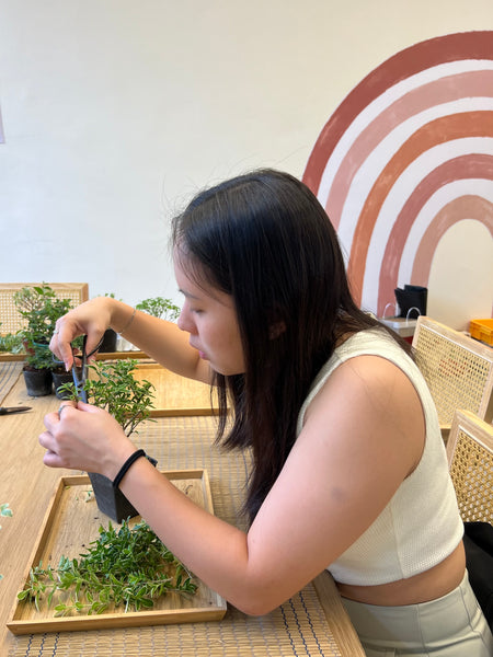 Mini Bonsai Prune and Shape Workshops on 6th July (1pm - 2pm) @ SGF2026 X Planters Market (Stage Area)