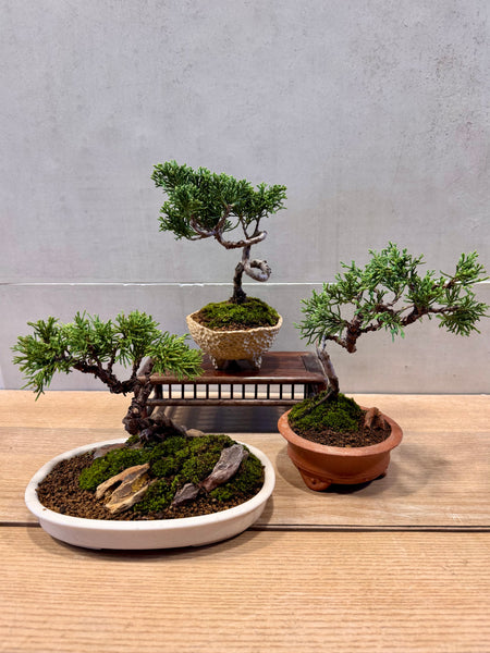 Juniper Bonsai & Moss Garden Workshop - Saturday, 13th Sep 2025 (9.30am - 12pm)