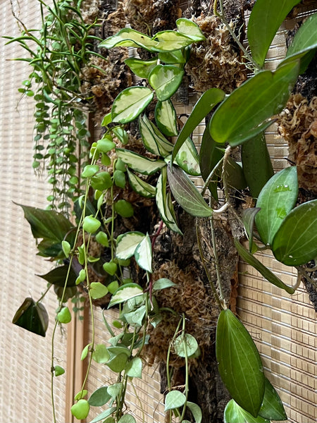 Epiphyte Mount Workshop – Roots of Singapore’s Garden City (Group Booking Only)
