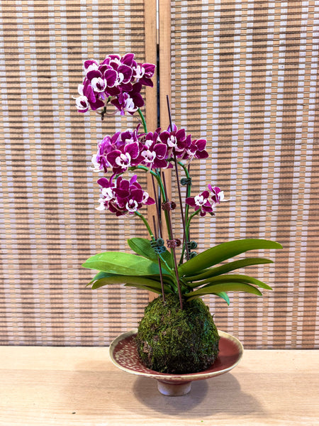 Orchid Legacies Kokedama Workshop : Crafting Singapore’s Living Heritage through Kokedama Art (Group Booking Only)