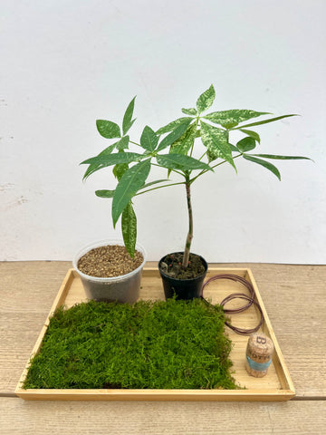 Pachira Aquatica Varigata Kokedama DIY Kit