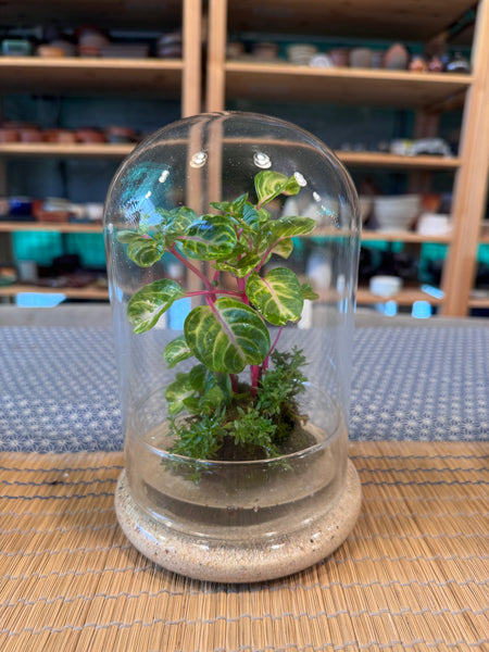 A Living Garden of Love — Mother’s Day Wabikusa Terrarium Workshop on 3rd May 2026 (10am - 11.30am)