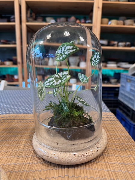 A Living Garden of Love — Mother’s Day Wabikusa Terrarium Workshop on 3rd May 2026 (10am - 11.30am)