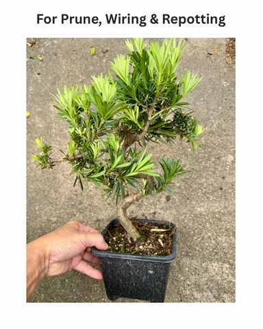 Bonsai Staycation, Maintenance & Repotting Services