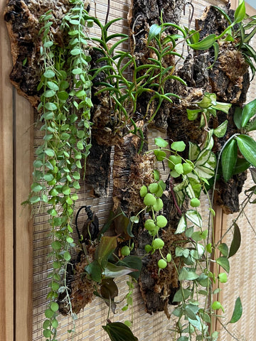 Epiphyte Mount Workshop – Roots of Singapore’s Garden City (Group Booking Only)