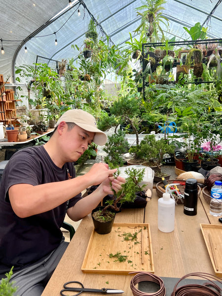 Chose your own date Shohin Bonsai (Shimpaku/Juniper/Black Pine) Workshop