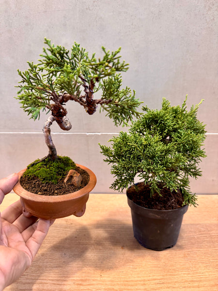 Juniper Bonsai & Moss Garden Workshop - Saturday, 13th Sep 2025 (9.30am - 12pm)