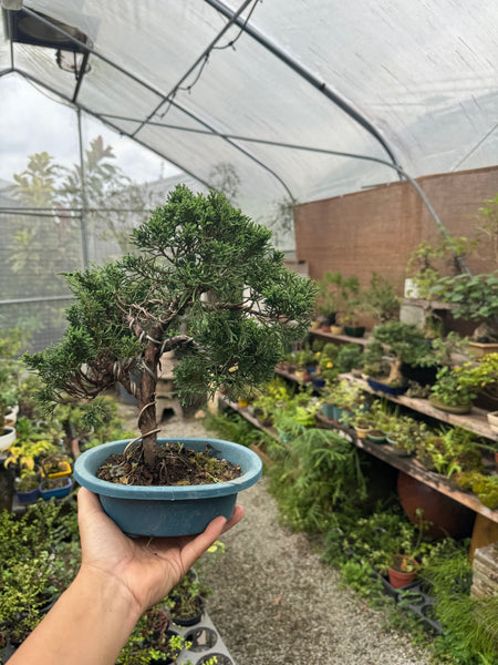 Bonsai Staycation, Maintenance & Repotting Services