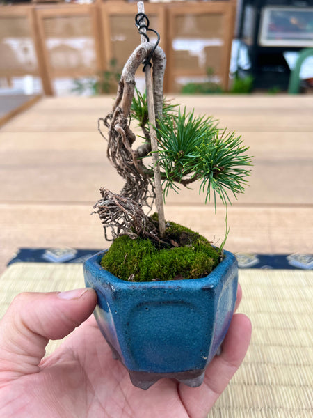Japanese Mame Pinus parviflora on Literati and raised roots style