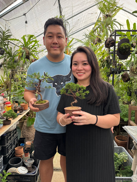 Chose your own date Shohin Bonsai (Shimpaku/Juniper/Black Pine) Workshop