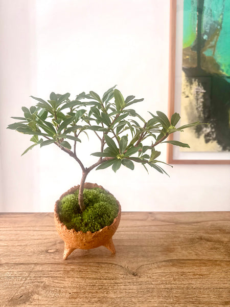 Indoor Bonsai Workshop on 8th Mar 9am. Sunday. (9am-11am)