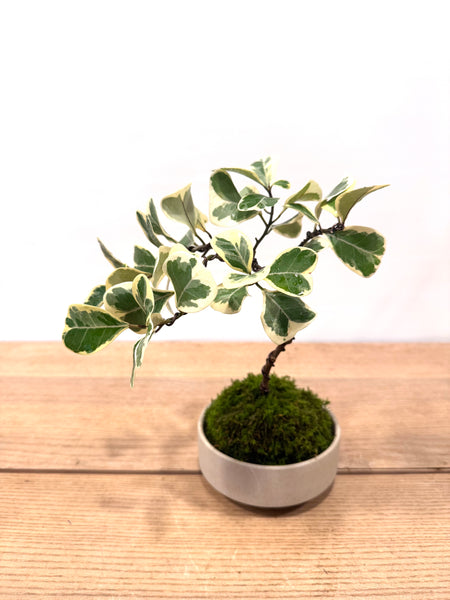 Indoor Bonsai Workshop on 8th Mar 9am. Sunday. (9am-11am)