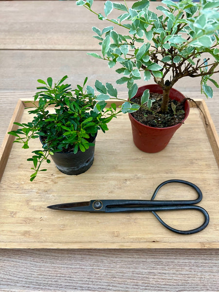 Mini Bonsai Prune and Shape Workshop @ Boutiques Singapore on 21st & 23rd Mar 2025
