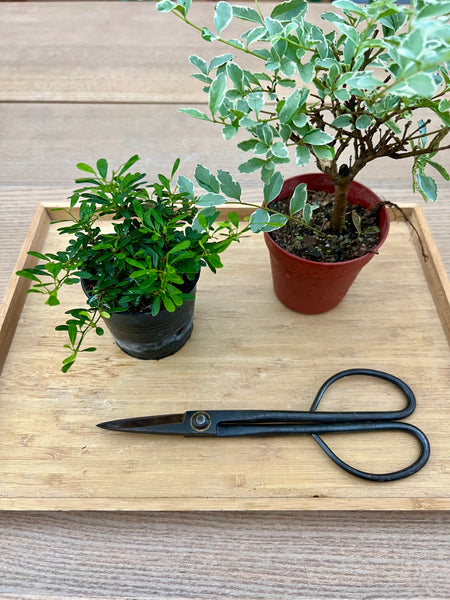 Mini Bonsai Prune and Shape Workshops on 6th July (1pm - 2pm) @ SGF2026 X Planters Market (Stage Area)