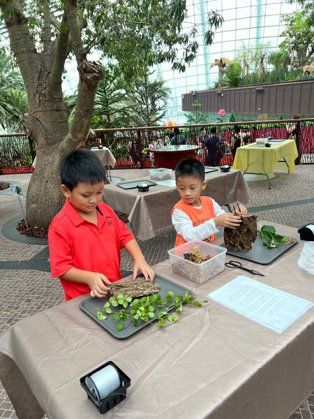 Epiphyte Mount Workshop – Roots of Singapore’s Garden City (Group Booking Only)