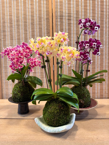 Orchid Legacies Kokedama Workshop : Crafting Singapore’s Living Heritage through Kokedama Art (Group Booking Only)