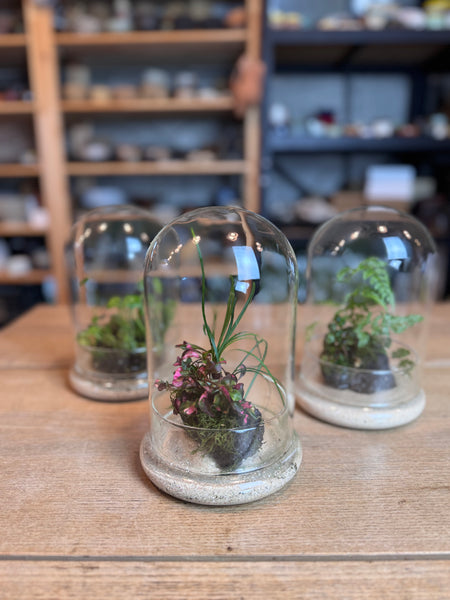 A Living Garden of Love — Mother’s Day Wabikusa Terrarium Workshop on 3rd May 2026 (10am - 11.30am)