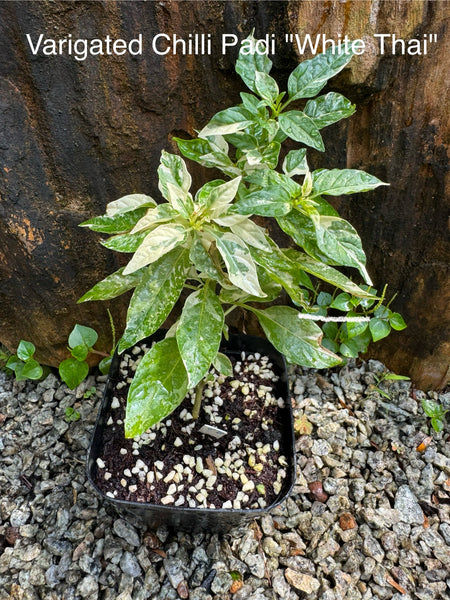 Edible Kokedama Workshop – A Living, Edible Artform at Npark GDO 7th Feb 2026 (12pm & 1.30pm)