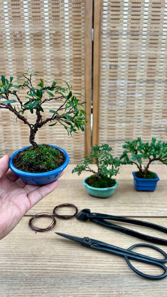 Free Mini Bonsai and Wabikusa Terrarium  Workshops at Arts@JLG: heART x Gardeners’ Day Out 2026