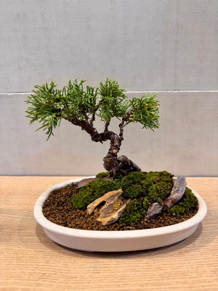 Juniper Bonsai & Moss Garden Workshop - Saturday, 13th Sep 2025 (9.30am - 12pm)