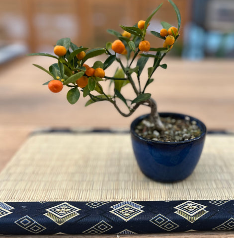 SG Culture Eligible Event - Bonsai Traditions in Singapore A Living Heritage Workshop (18th & 25th Oct 2025, Saturday 9.30 am  - 12 pm and 3.30 pm - 6pm; 4 available time slots)
