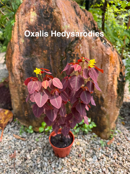 Edible Kokedama Workshop – A Living, Edible Artform at Npark GDO 7th Feb 2026 (12pm & 1.30pm)