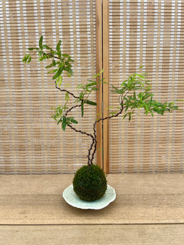 Persian Silk Tree Kokedama with SeedPod Kokedama Dish by you.clayart
