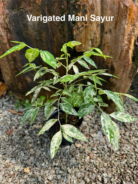 Edible Kokedama Workshop – A Living, Edible Artform at Npark GDO 7th Feb 2026 (12pm & 1.30pm)