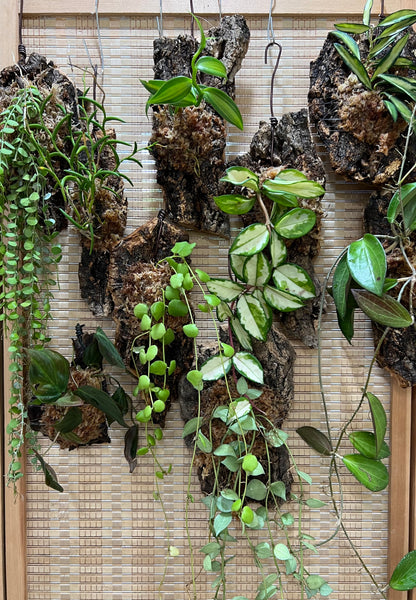 Epiphyte Mount Workshop – Roots of Singapore’s Garden City (Group Booking Only)