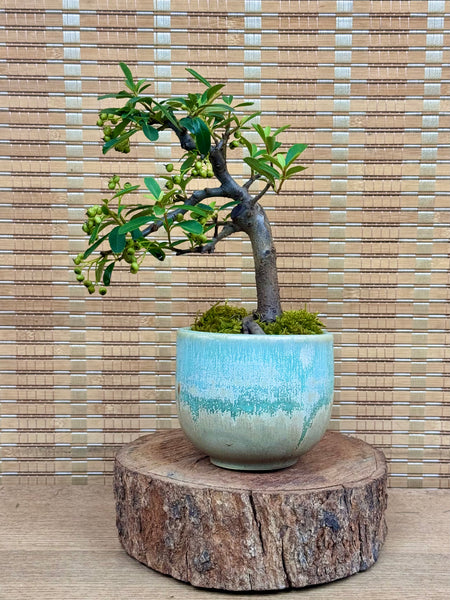 Pyracantha (Firethorn) Shohin Bonsai — 「诗情画意」 | you.clayart Edition (PYRASHO-YCA-SQ01/10)