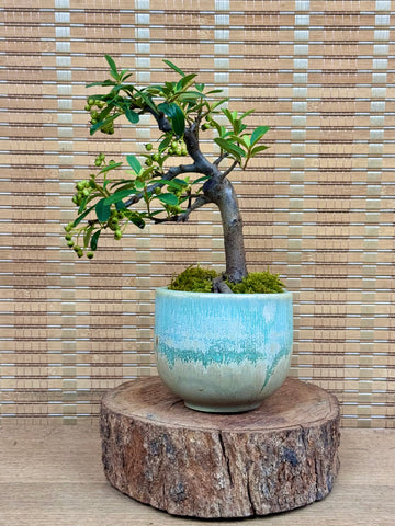 Pyracantha (Firethorn) Shohin Bonsai — 「诗情画意」 | you.clayart Edition (PYRASHO-YCA-SQ01/10)