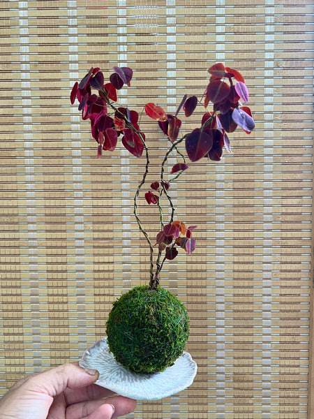 Chose your own date - Signature Kokedama Tree Workshop