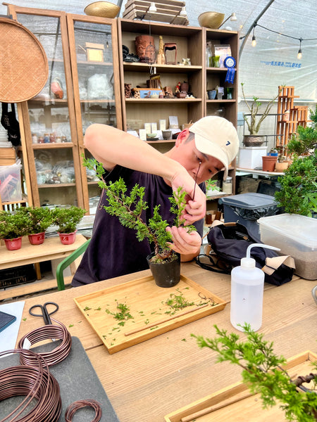 Chose your own date Shohin Bonsai (Shimpaku/Juniper/Black Pine) Workshop