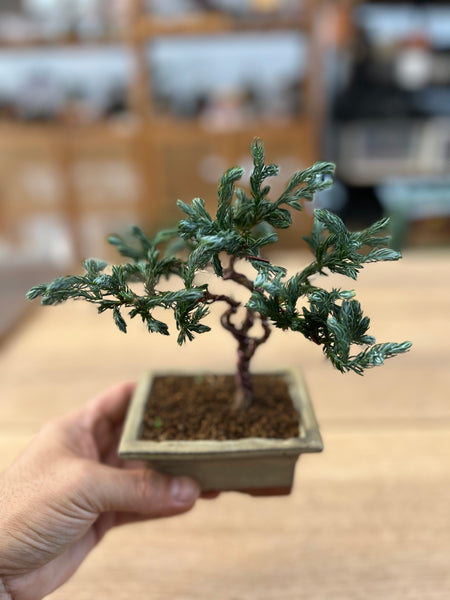 SG Culture Eligible Event - Bonsai Traditions in Singapore A Living Heritage Workshop (18th & 25th Oct 2025, Saturday 9.30 am  - 12 pm and 3.30 pm - 6pm; 4 available time slots)