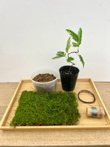 Mame (Mini) Everfresh Tree (Crafted) Kokedama DIY Kit